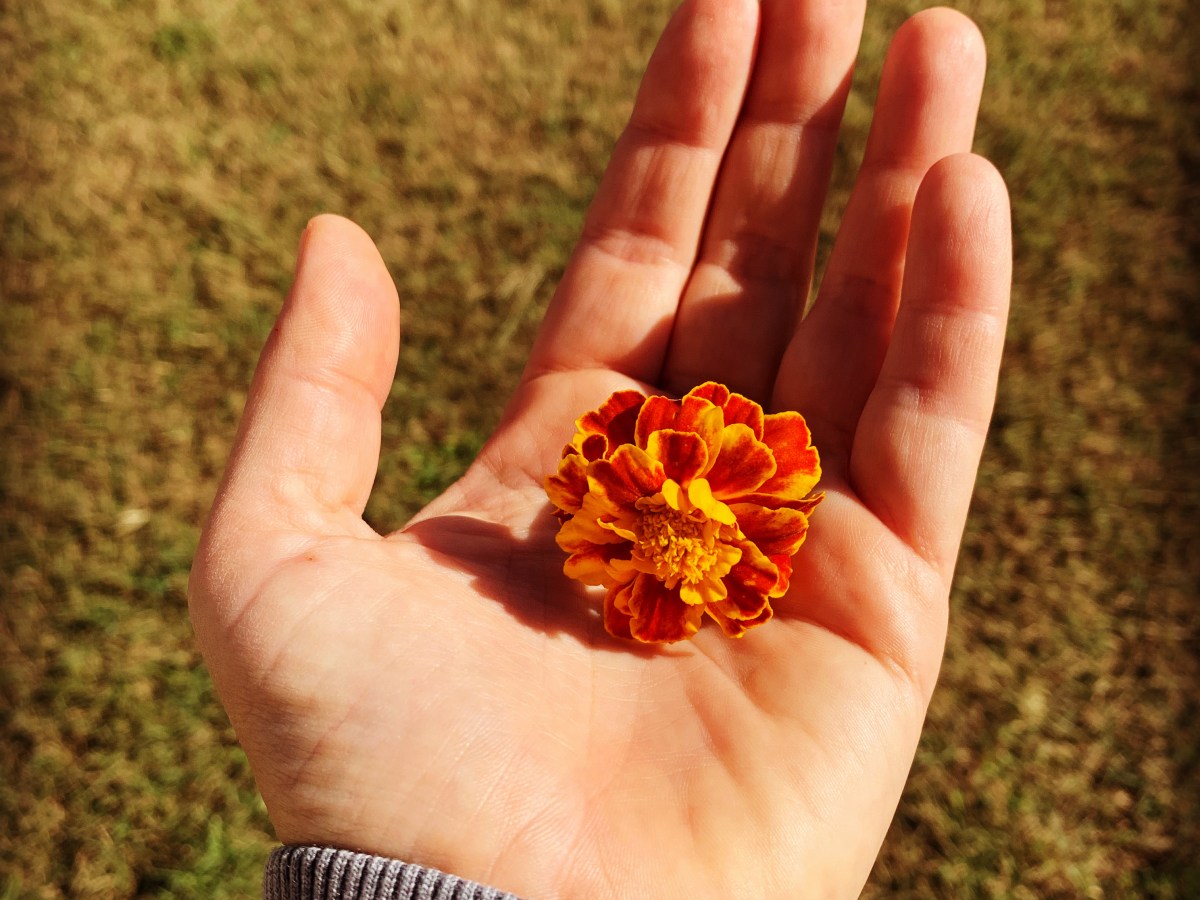 Le piante e il femminile&nbsp;selvatico