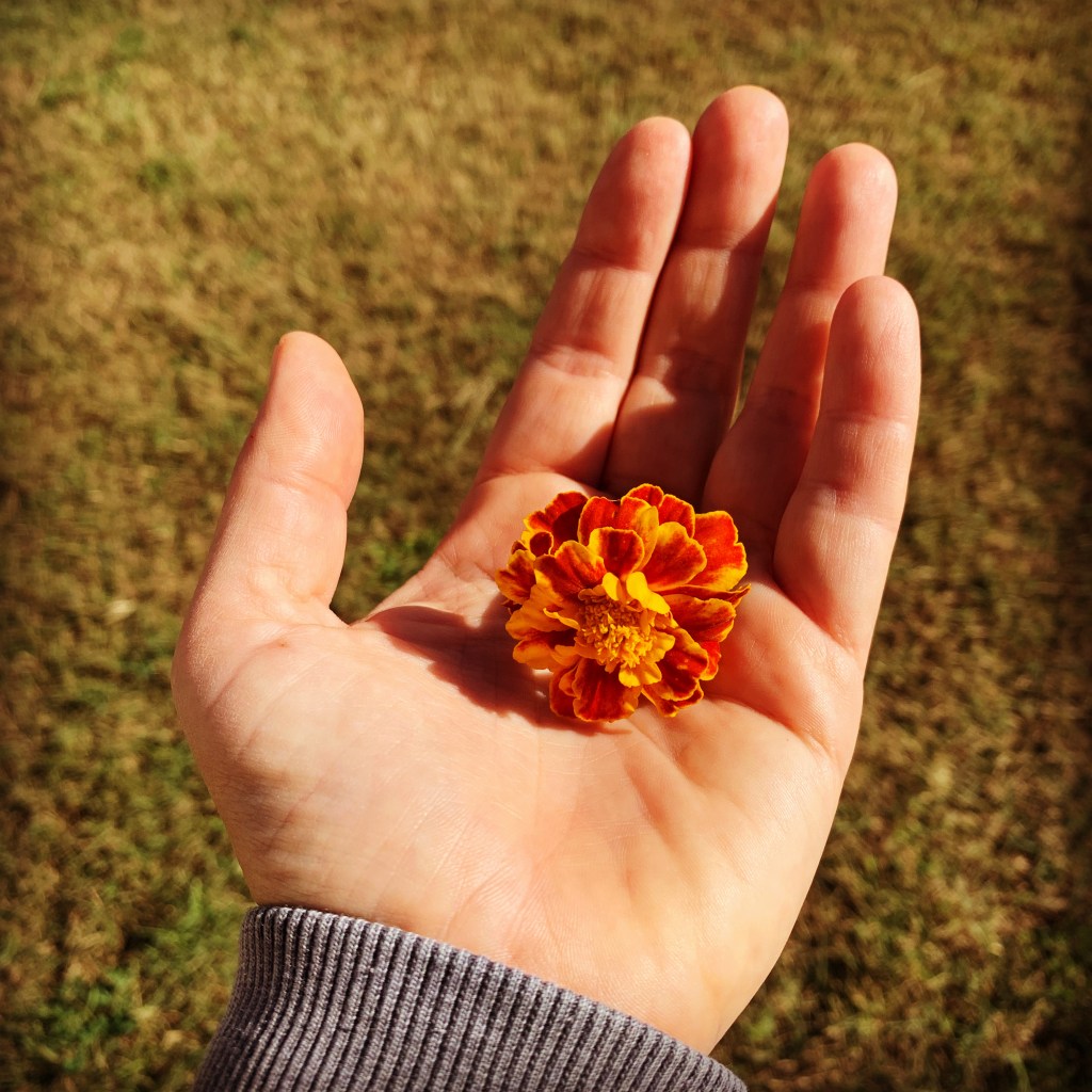 Le piante e il femminile&nbsp;selvatico