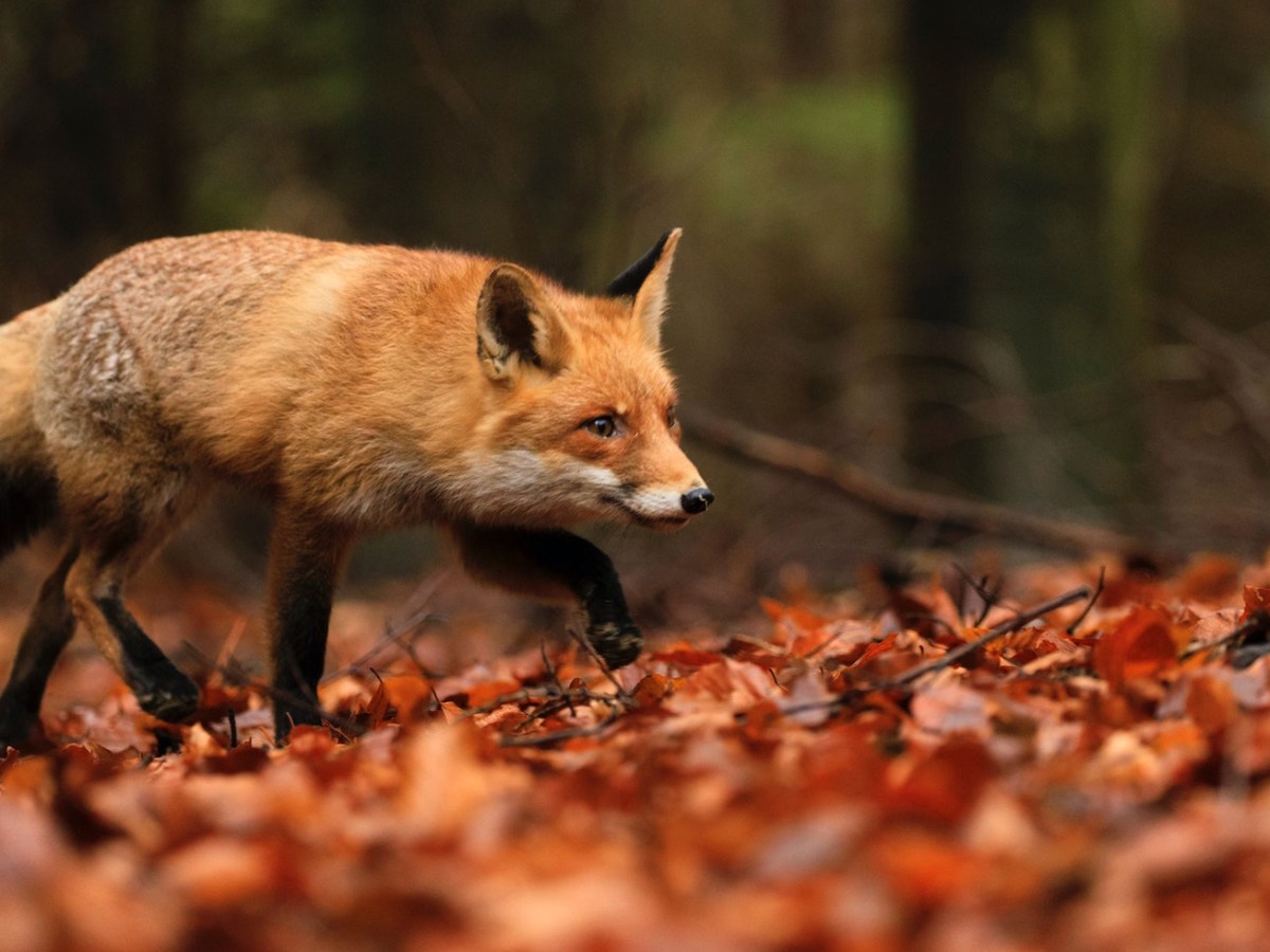La signora trasformata in&nbsp;volpe