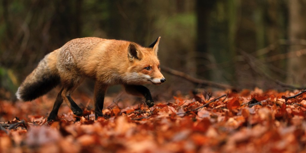 La signora trasformata in&nbsp;volpe